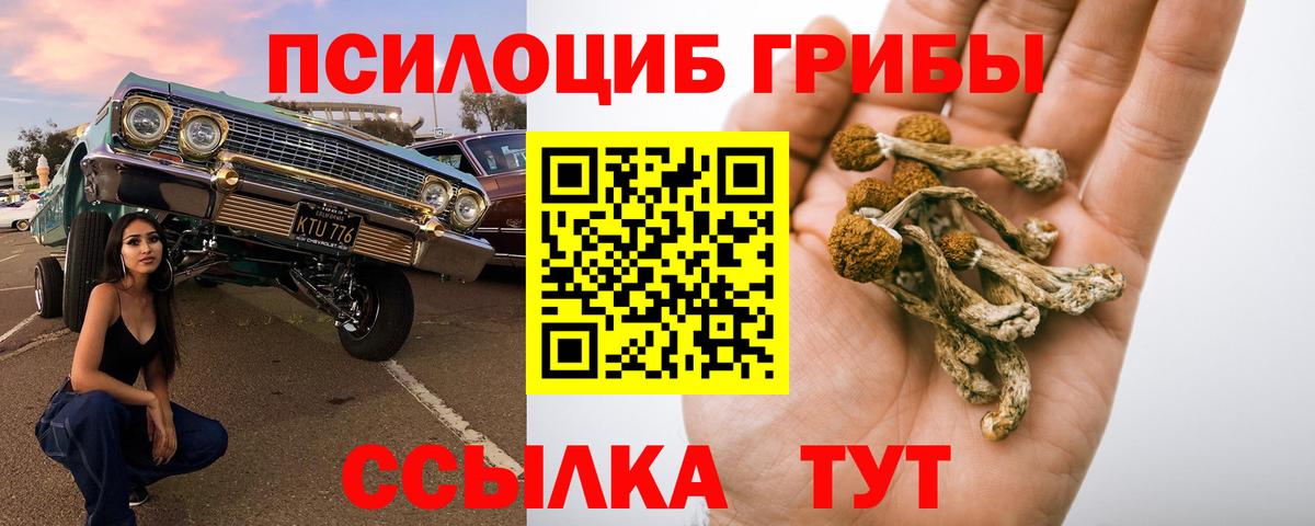 Галлюциногенные грибы Cubensis  Вход с VPN  Красный Сулин 